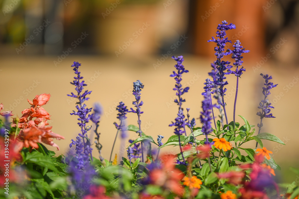 Obraz premium Blue Salvia flower in the garden