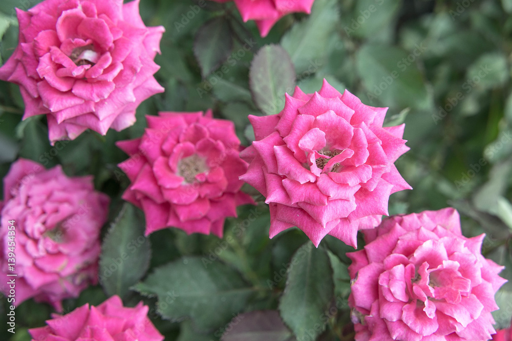 Beautiful pink rose in the garden, pink roses with background blurred