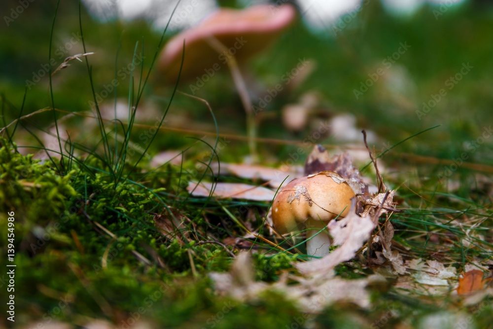 Mushroom Mushroom