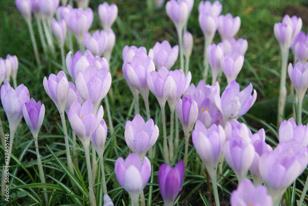 spring field full of crocus flowers, the first sign of spring coming spring field full of crocus flowers, the first sign of spring coming