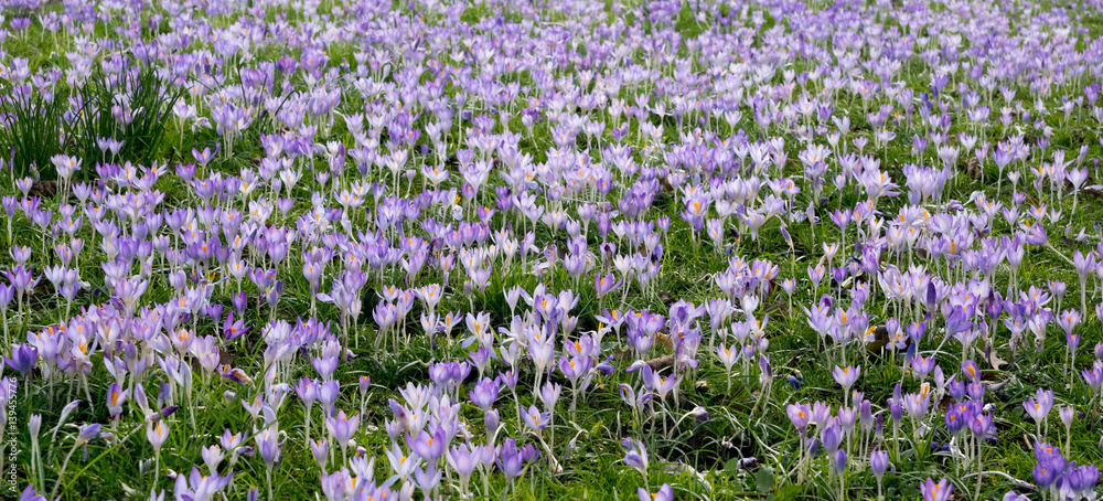 spring field full of crocus flowers, the first sign of spring coming spring field full of crocus flowers, the first sign of spring coming