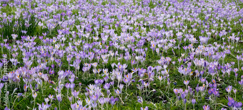 spring field full of crocus flowers  the first sign of spring coming