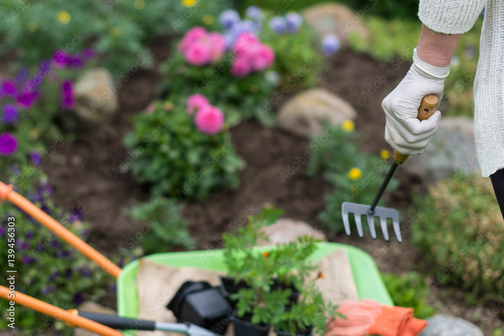 Fototapeta premium Worker’s hand with a rake near the rokery in the garden, horticulture and the flower planting concept