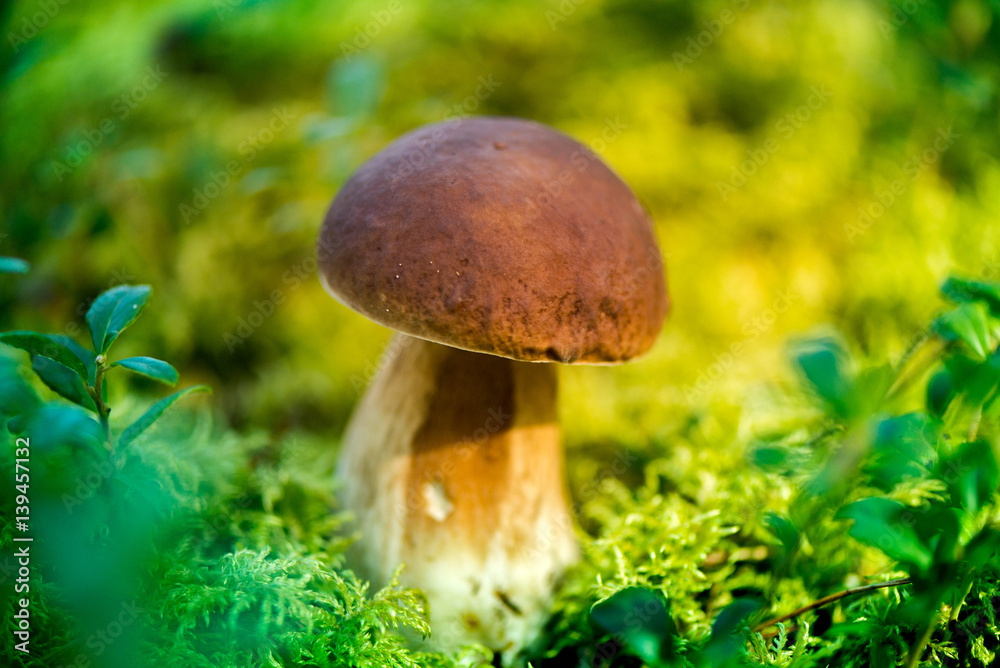 Picking mushrooms and cranberries in forest in early autumn. Last sunny summer days. Mushrooms and berries are growing in warm green, thick, wet moss layer. Perfect weather for outdoor activities. Picking mushrooms and cranberries in forest in early autumn. Last sunny summer days. Mushrooms and berries are growing in warm green, thick, wet moss layer. Perfect weather for outdoor activities.