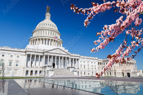 US Capitol over blue sky with blooming cherry on foregraund