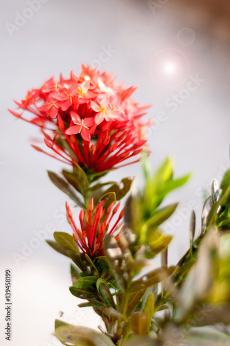 red spike flower