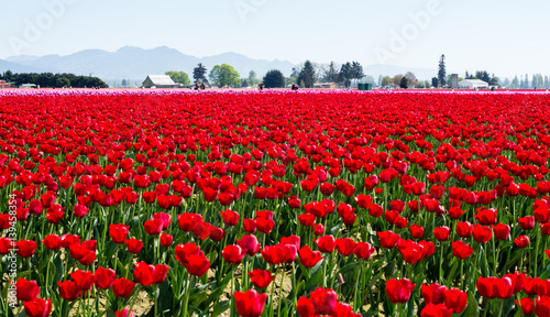 Tulip fields during Skagit Valley Tulip Festival in Washington state  USA