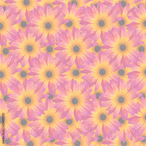Pattern with Gazania Rigens Rare Sun Flower Bonsai Plant, native to Africa. Vibrant magenta and yellow orange flower, opacity decreased to create background