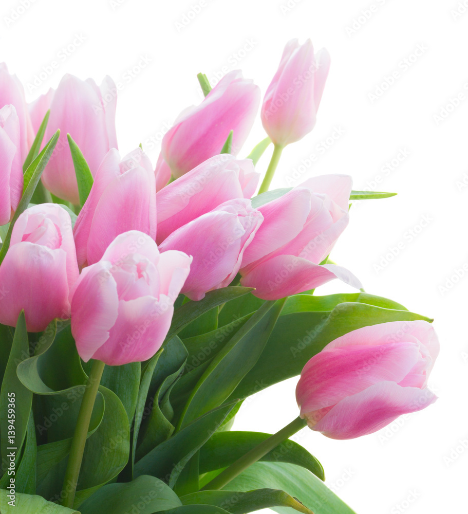 bunch of fresh pink tulips close up isolated on white background bunch of fresh pink tulips close up isolated on white background