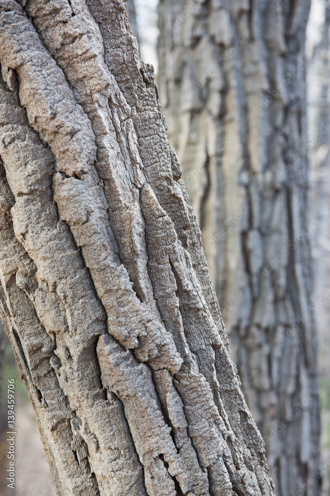 Craggy Bark of a Chestnut Oak Tree