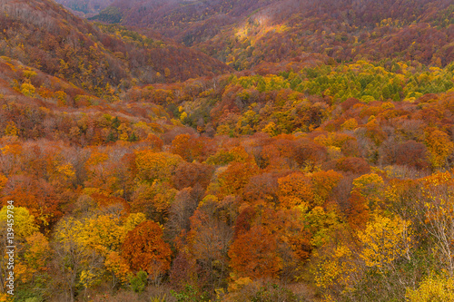 Beautiful Autumn landscape © leungchopan