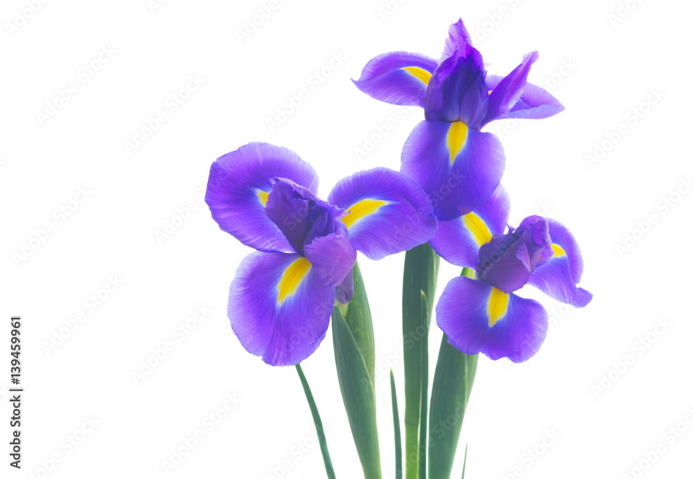 Fototapeta premium Three blue iris flowers isolated on white background
