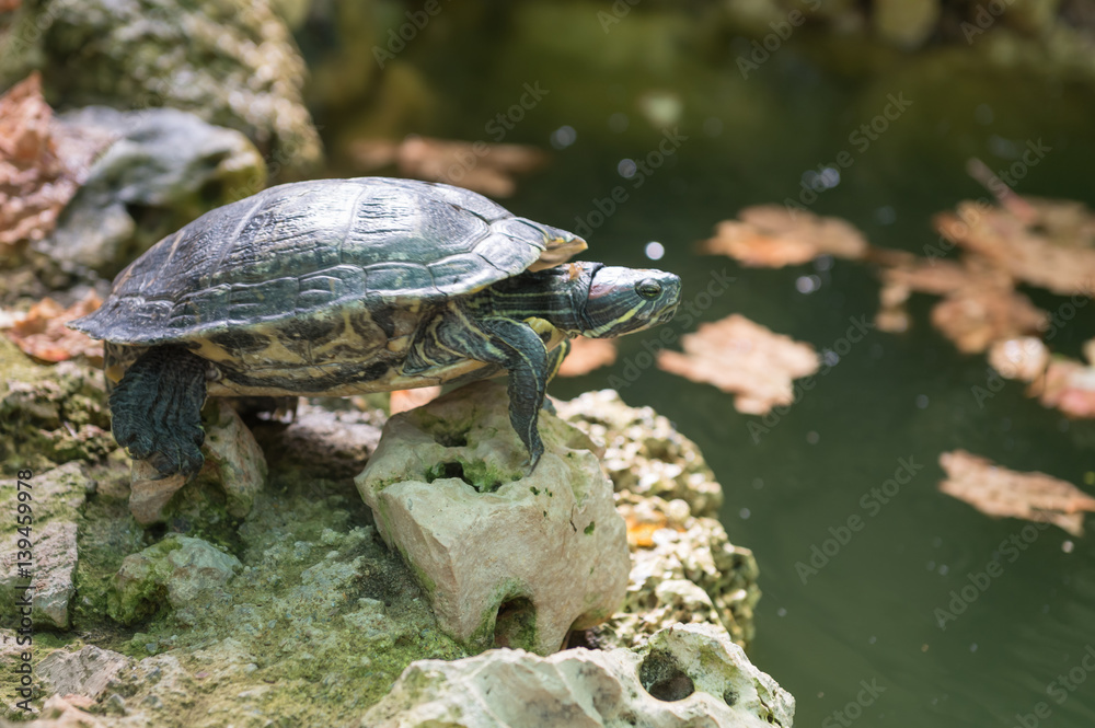 Obraz premium Turtles are basking in the sun. Spain.