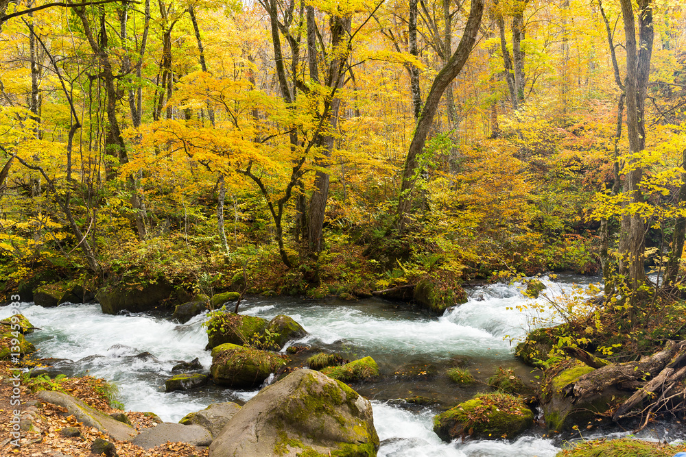 Oirase Mountain Stream in autumn season