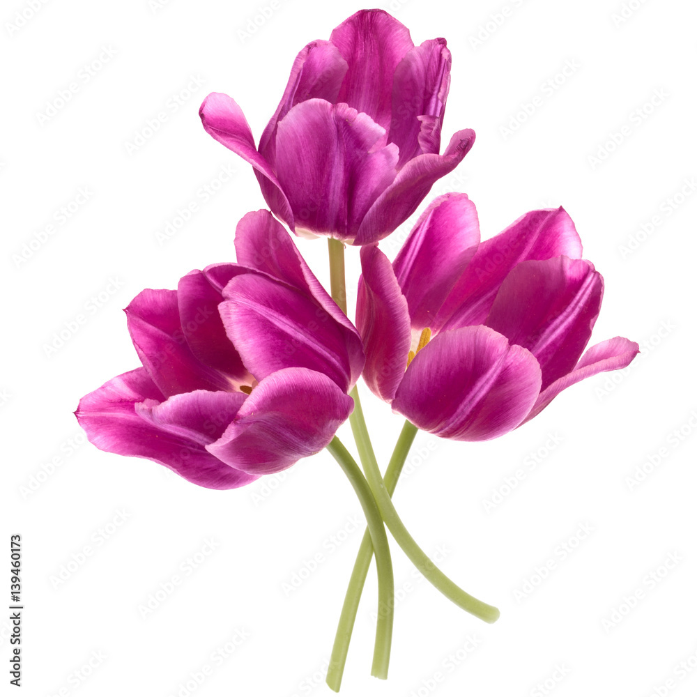 Fototapeta premium Three lilac tulip flowers isolated on white background cutout