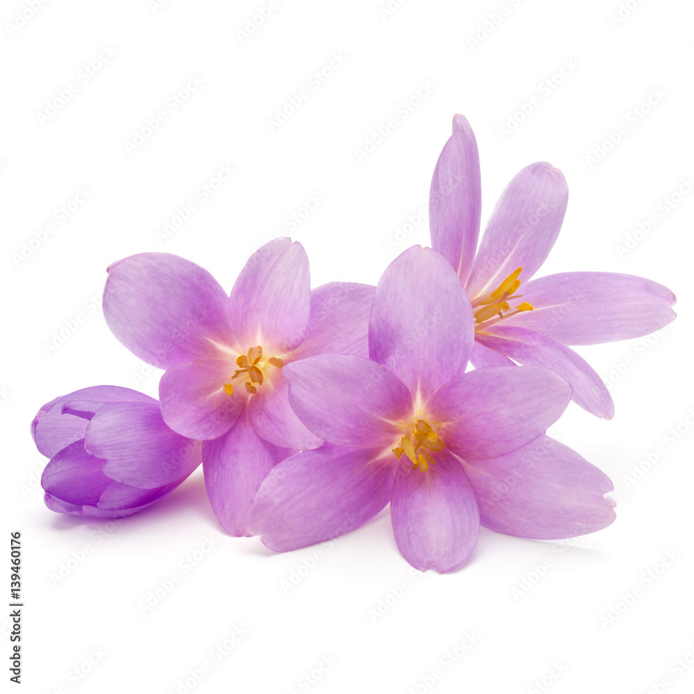 lilac crocus flowers isolated on white background