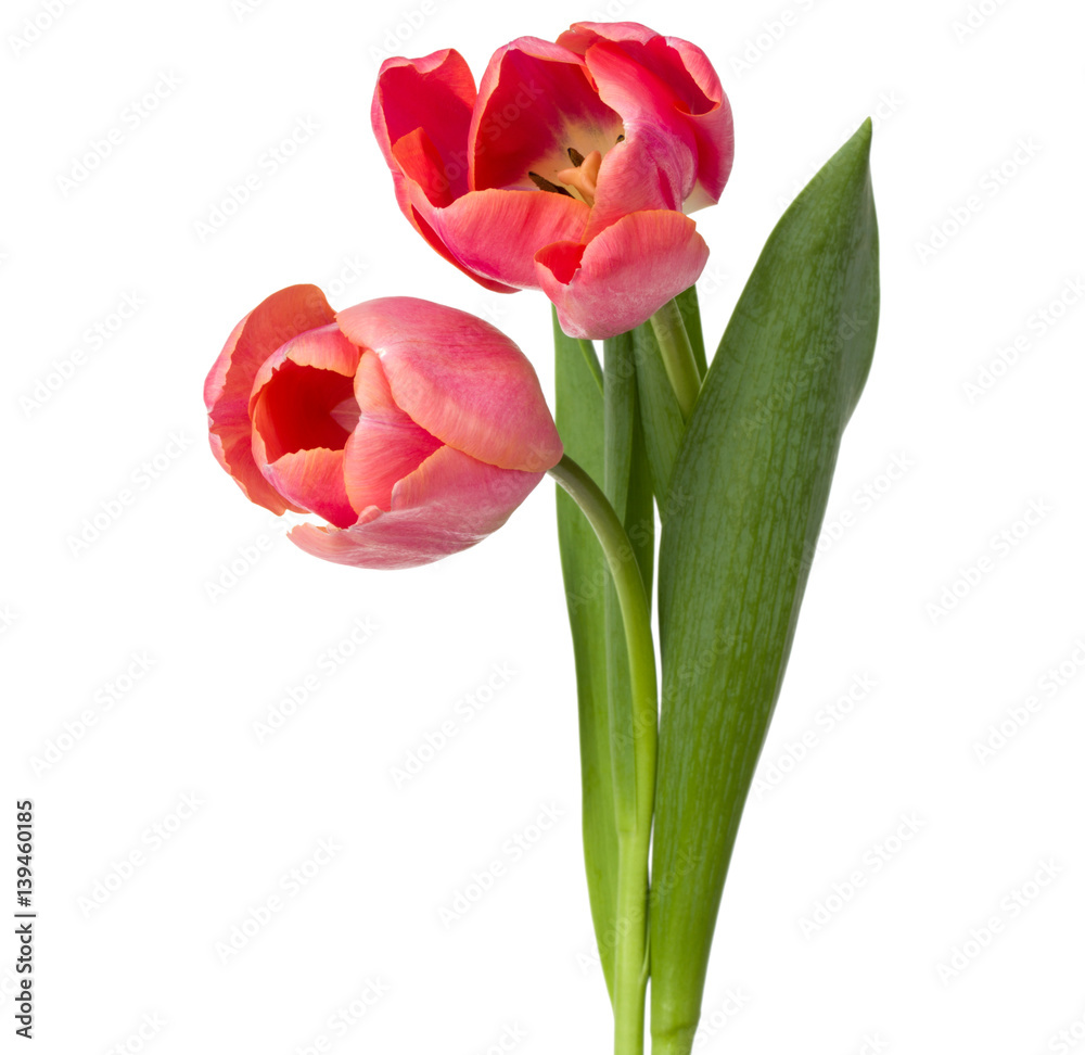 two pink tulip flowers isolated on white background two pink tulip flowers isolated on white background