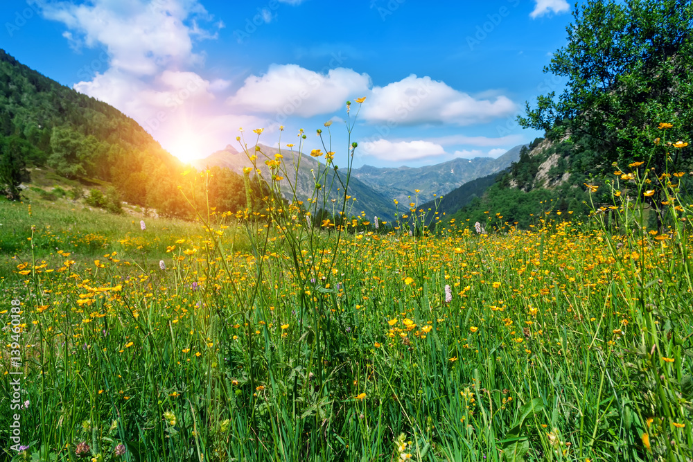 Sunny alpine meadow