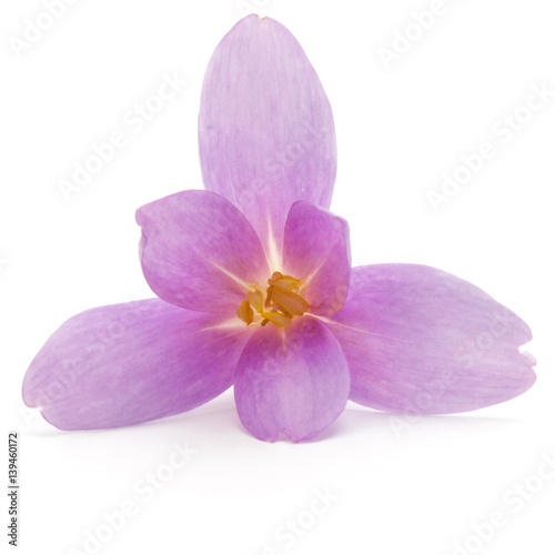 lilac crocus flowers isolated on white background