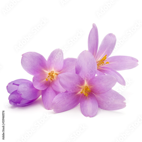 lilac crocus flowers isolated on white background © Natika