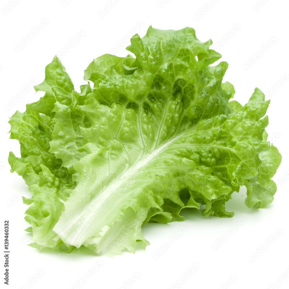 fresh green lettuce salad leaves isolated on white background fresh green lettuce salad leaves isolated on white background