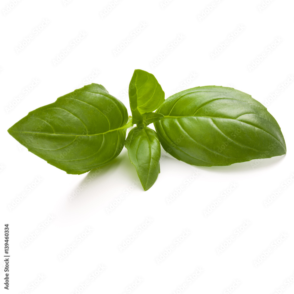 Sweet basil herb leaves isolated on white background closeup Sweet basil herb leaves isolated on white background closeup