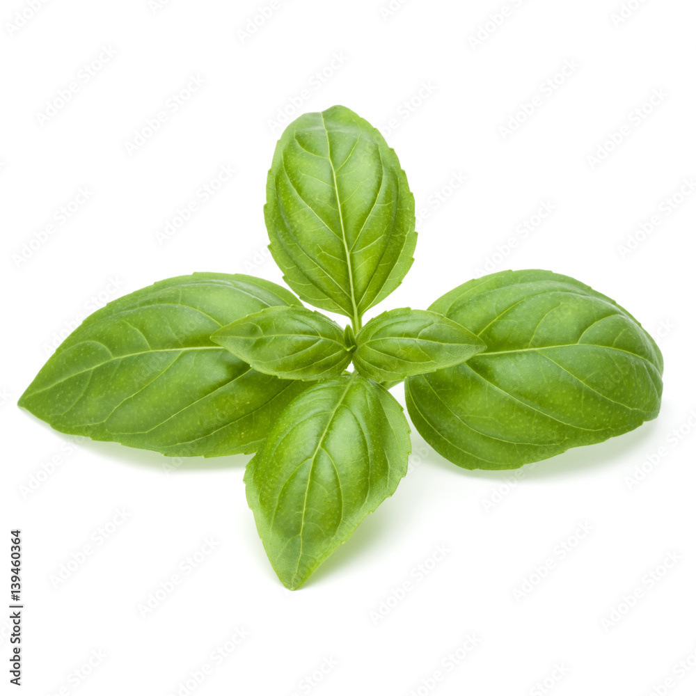 Close up studio shot of fresh green basil herb leaves isolated on white background. Sweet Genovese basil. Close up studio shot of fresh green basil herb leaves isolated on white background. Sweet Genovese basil.
