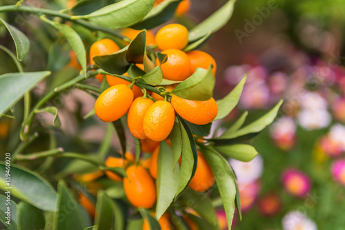 Kumquat fruit on the tree


