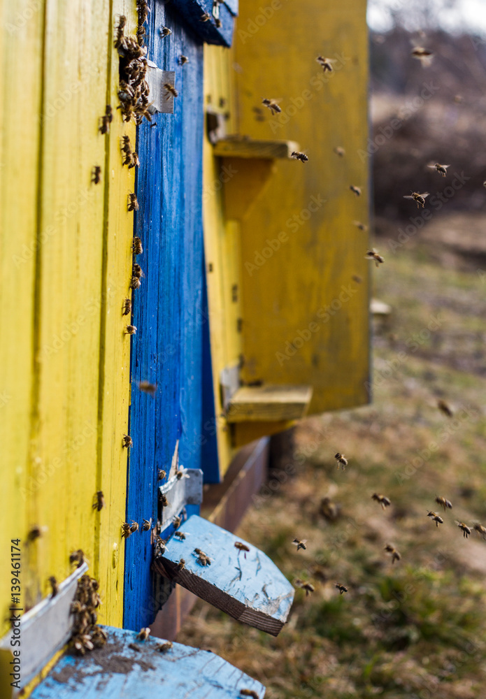 The first spring after wintering bees flying around The first spring after wintering bees flying around