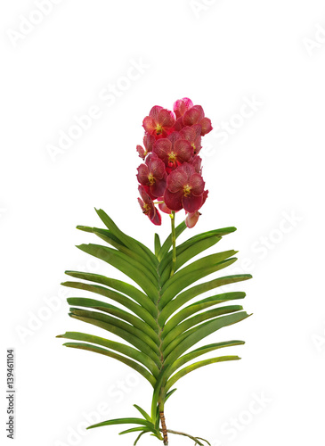 Fototapeta Naklejka Na Ścianę i Meble -  Red vanda orchid flowers with green leaves isolated on white background, clipping path included.