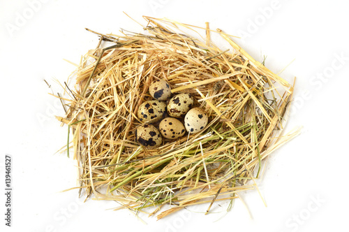 Herbs and plants in the quail's egg, bird's nest and eggs, pictures of eggs in the quail's nest