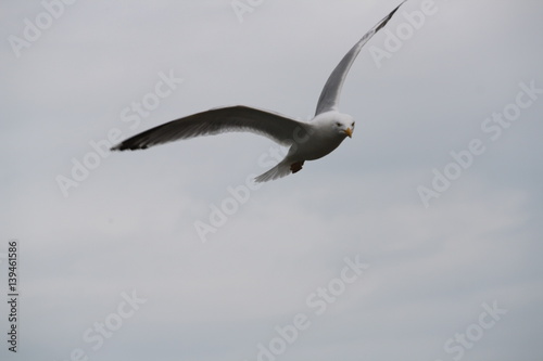 Mouette