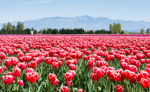 Fototapeta Naklejka Na Ścianę i Meble -  Tulip fields during Skagit Valley Tulip Festival in Washington state, USA