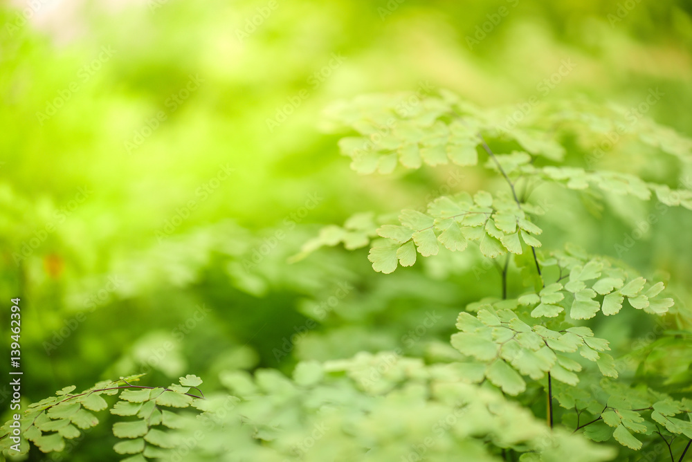 Fototapeta premium beautiful green leaves, nature background