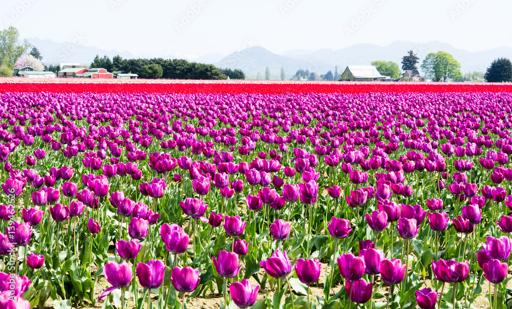 Tulip fields during Skagit Valley Tulip Festival in Washington state, USA