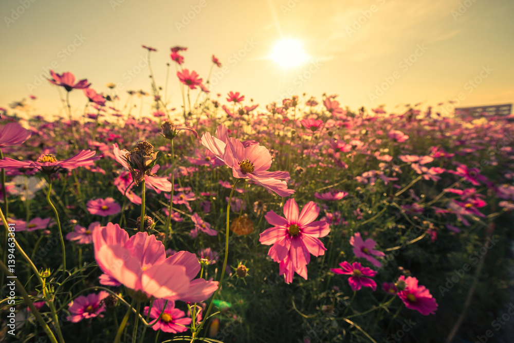 cosmos flower and sunset with with vintage toned effect.