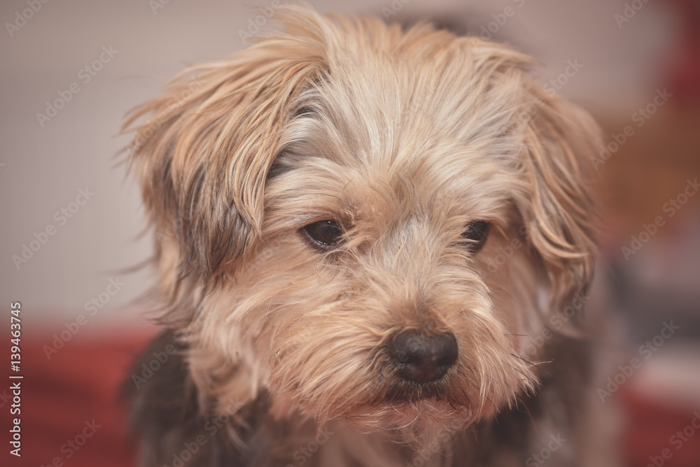 Sad yorkshire terrier puppy dog