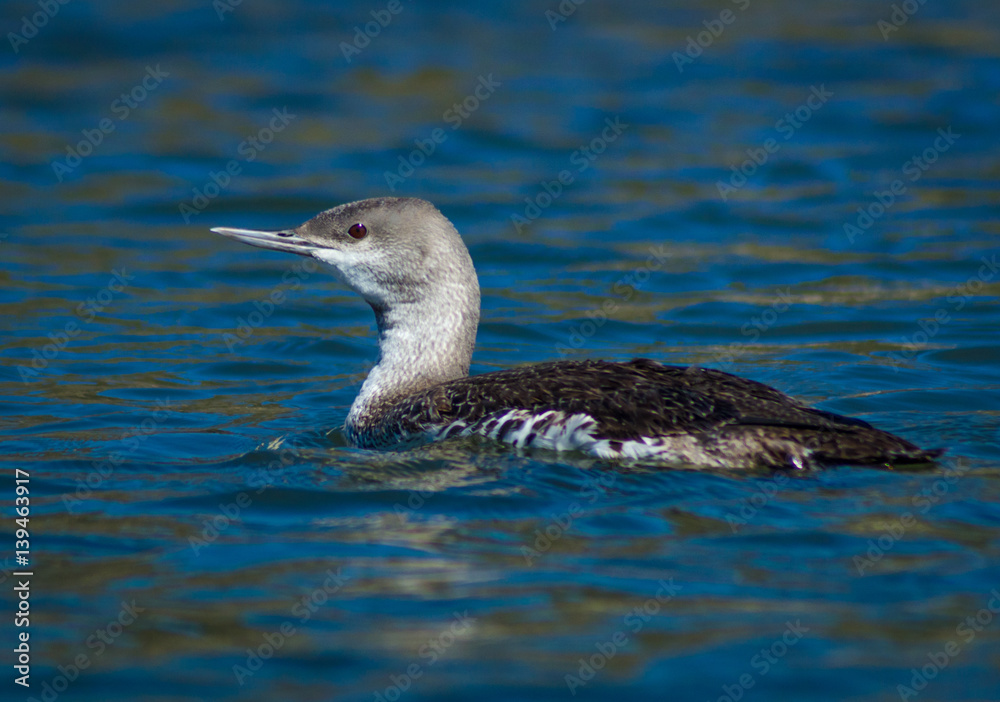 Red Throated Loon Gavia stellata swimming at Newport Back bay Ecological Preserve Red Throated Loon Gavia stellata swimming at Newport Back bay Ecological Preserve