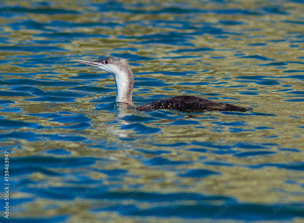 Φωτογραφία Red Throated Loon Gavia stellata swimming at Newport Back bay Ecological Preserv