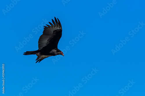 Turkey Vulture in Flight above Desert