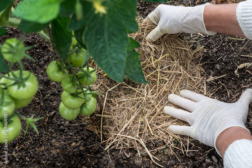 Organic mulching tomatoes. Woman is placing natural mulch (straw) around the stems of tomato, care of tomatoes concept  photo