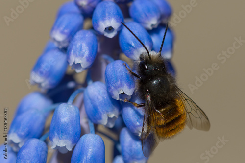 Honey bee collecting pollen from flowers