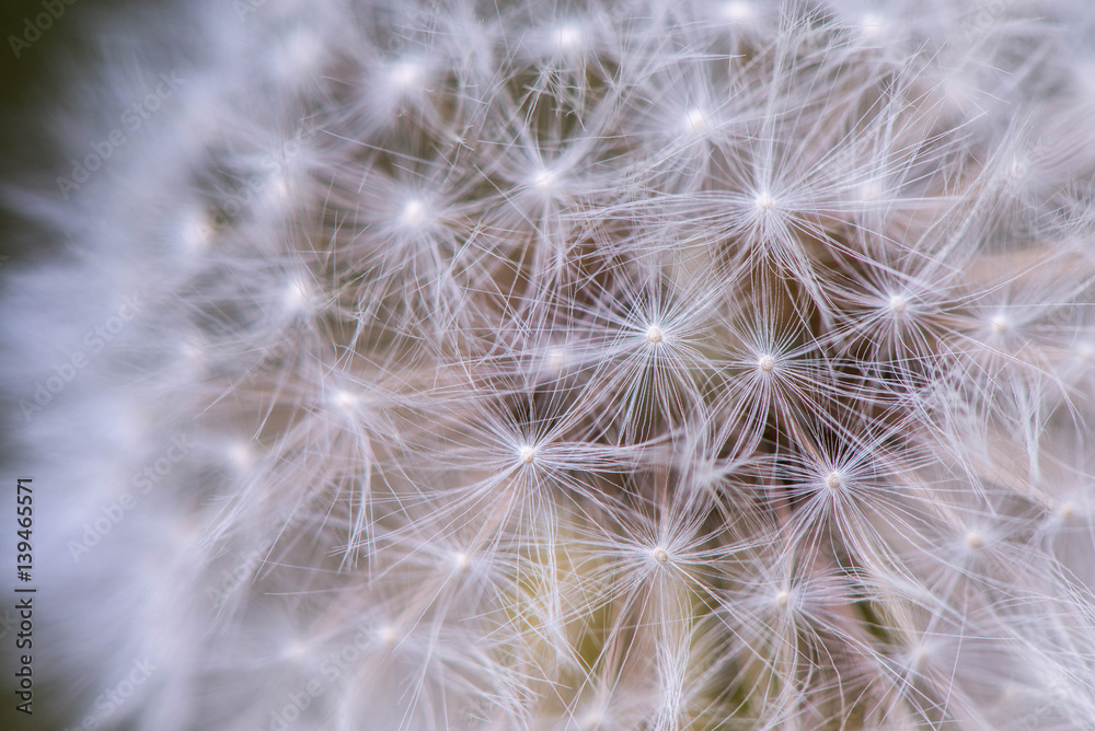 Macro shot of a dandelion
Macro shot of a dandelion