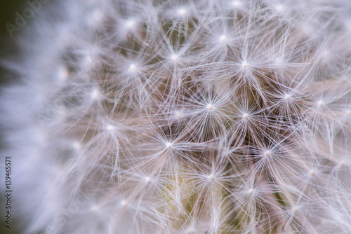 Macro shot of a dandelion    