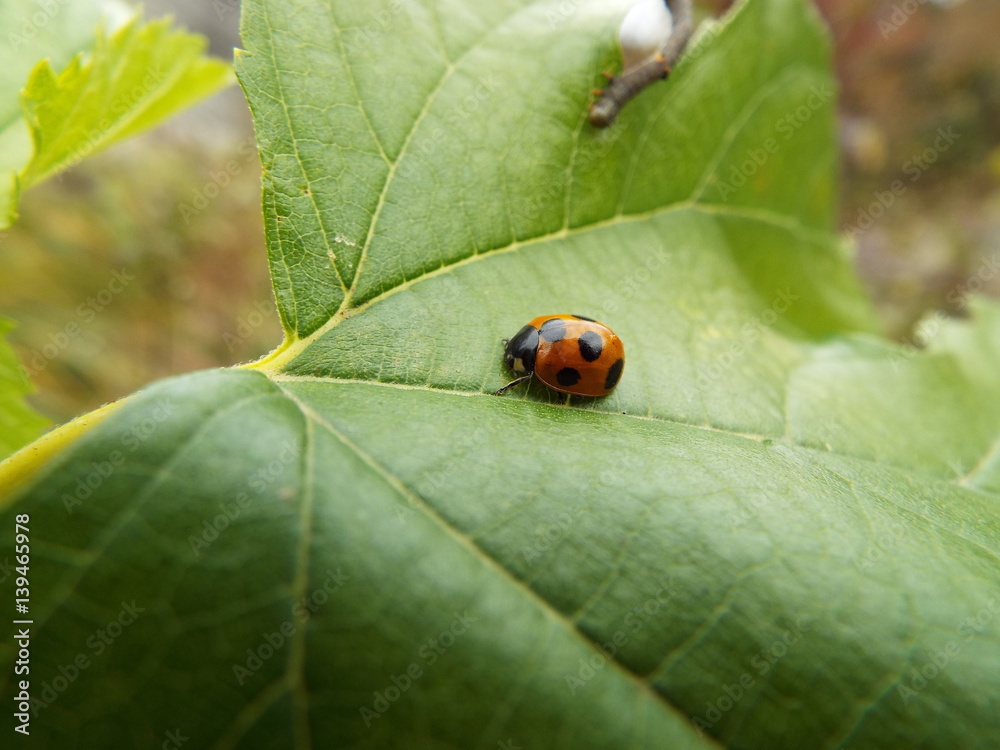 ナナホシテントウ ladybug