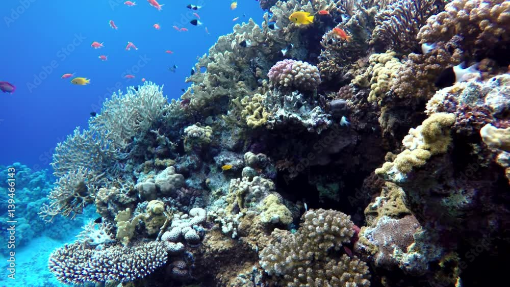 Coral reef and beautiful fish. Underwater life in the ocean. Tropical fish on coral reefs. Coral reef and beautiful fish. Underwater life in the ocean. Tropical fish on coral reefs.