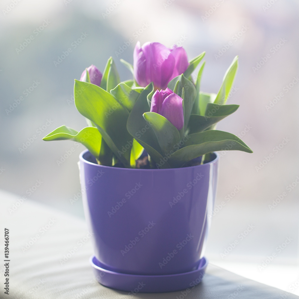 Beautiful tulips in a pot against the window, filled with spring diffused light in the background