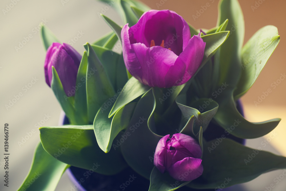 Beautiful tulips in a pot against the window, filled with spring diffused light in the background Beautiful tulips in a pot against the window, filled with spring diffused light in the background