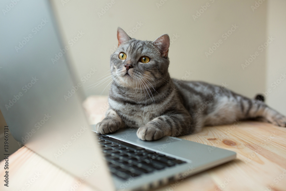 Naklejka kot przy użyciu komputera