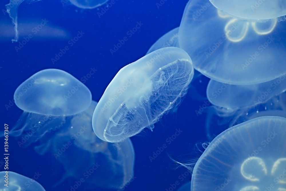 Jellyfish Drifting Background Jellyfish Drifting Background